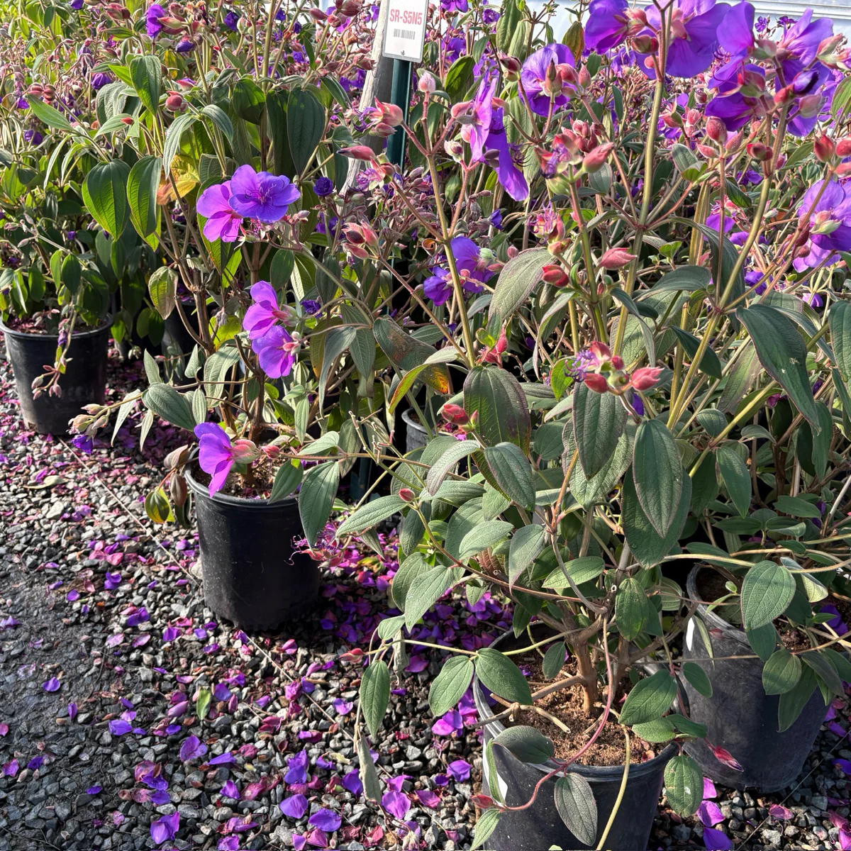 Princess Flower - Image 2