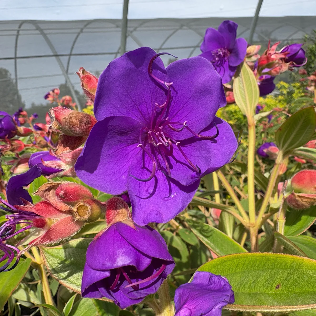 Princess Flower - Image 3