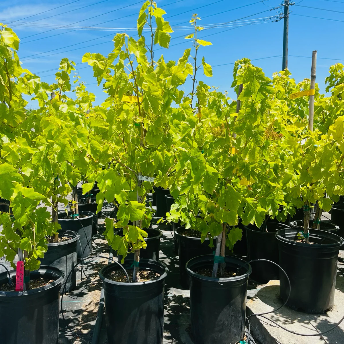 Princess Seedless Grape - Image 1