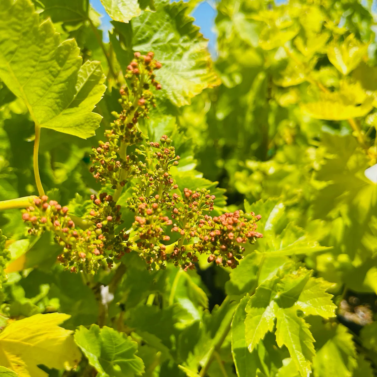 Princess Seedless Grape - Image 2