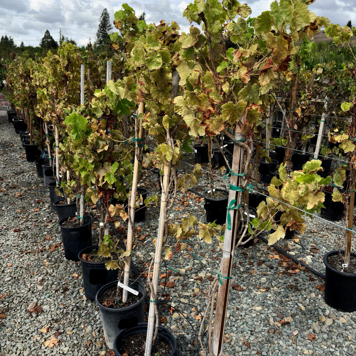 Princess Seedless Grape - Image 3