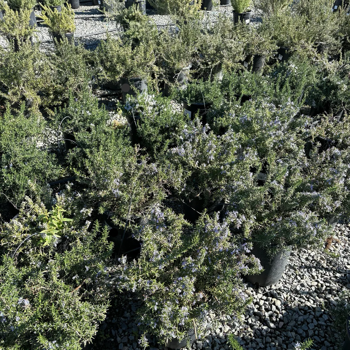 Creeping Rosemary - Image 1