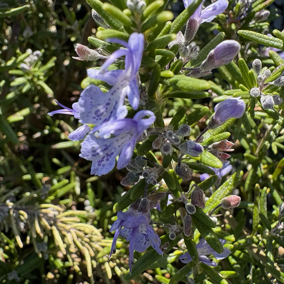 Creeping Rosemary - Image 2