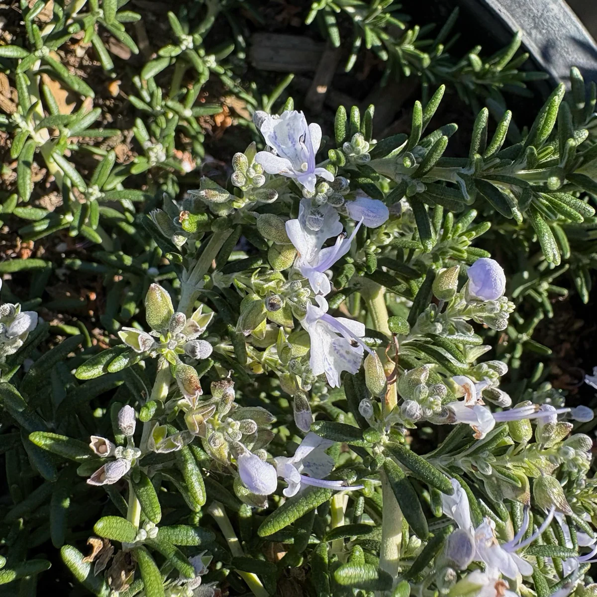 Creeping Rosemary - Image 3