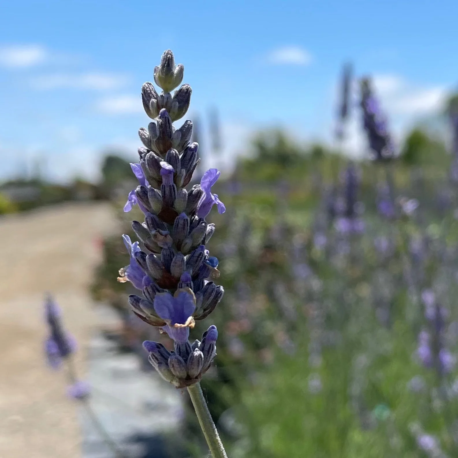 Provence Lavender - Image 3