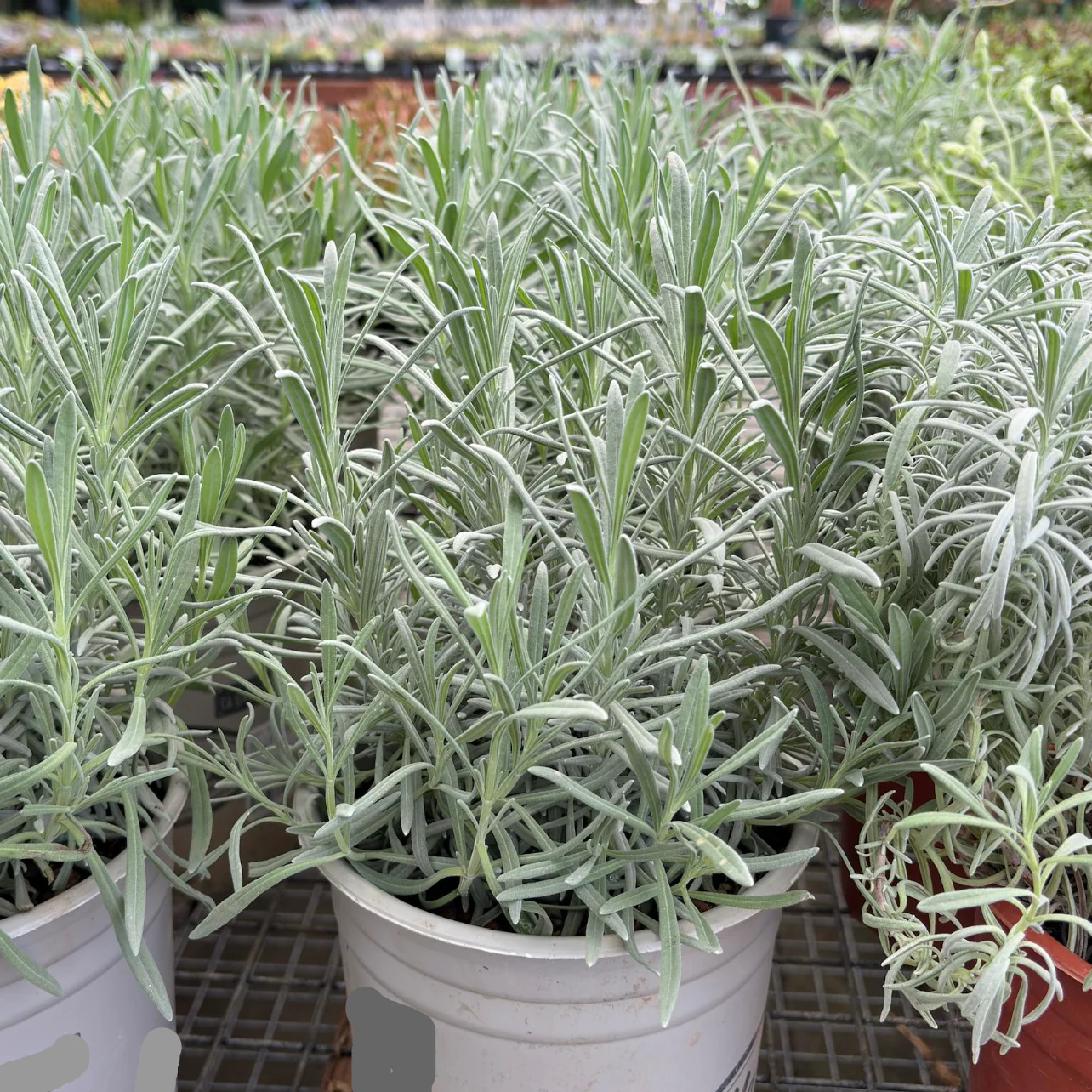 Provence Lavender - Image 2