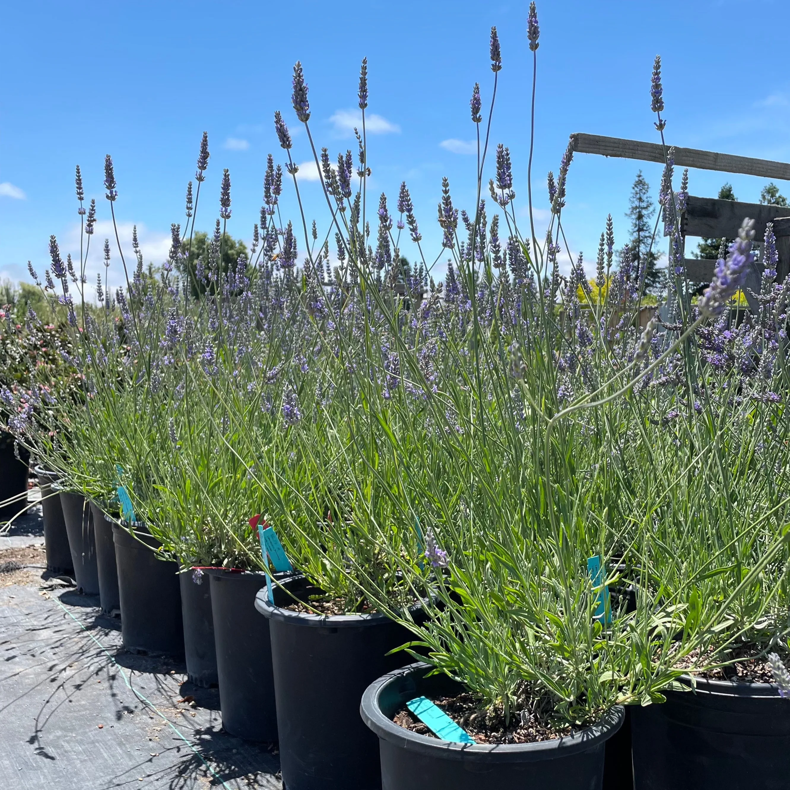 Provence Lavender