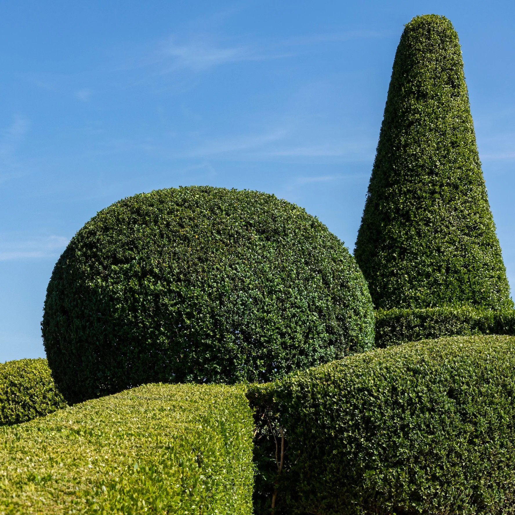 Pruning & Shaping Service