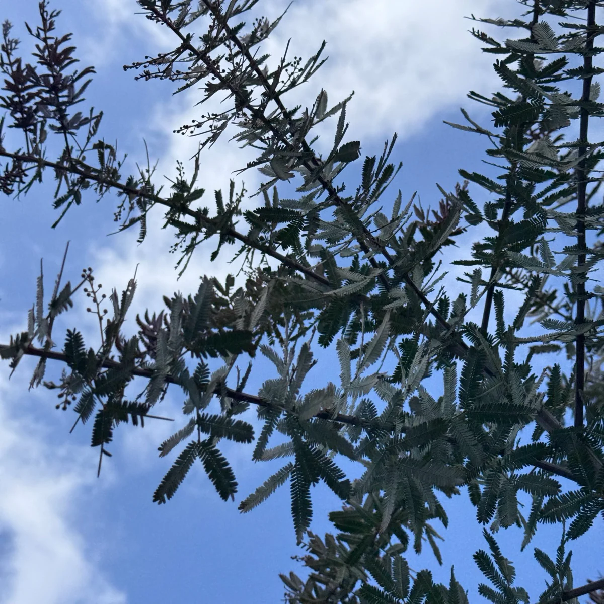 Purple Bailey Acacia - Image 2