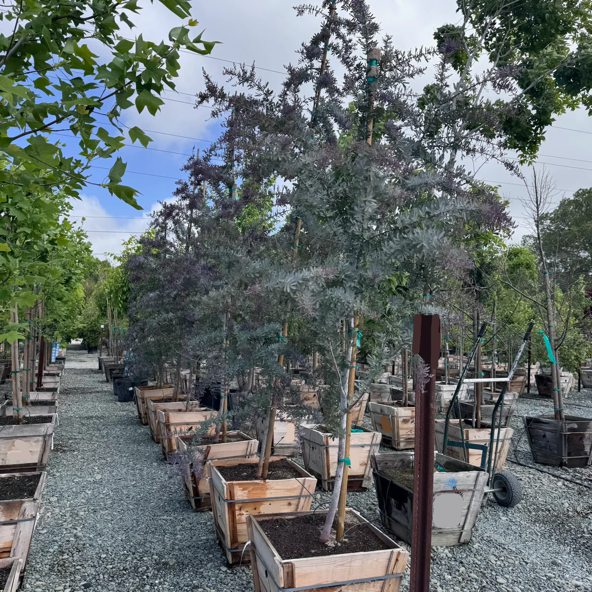 Purple Bailey Acacia - Image 1