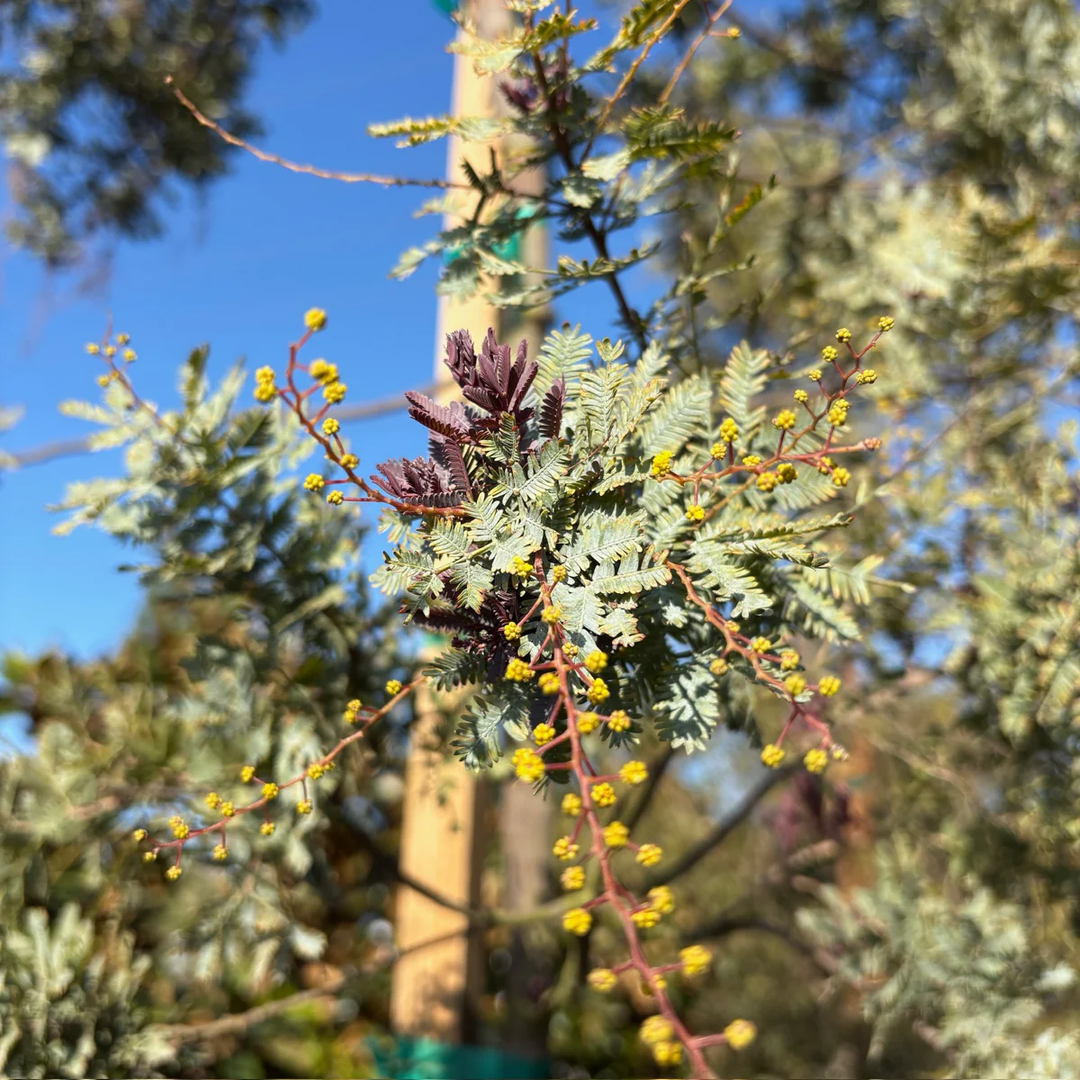 Purple Bailey Acacia - Image 3