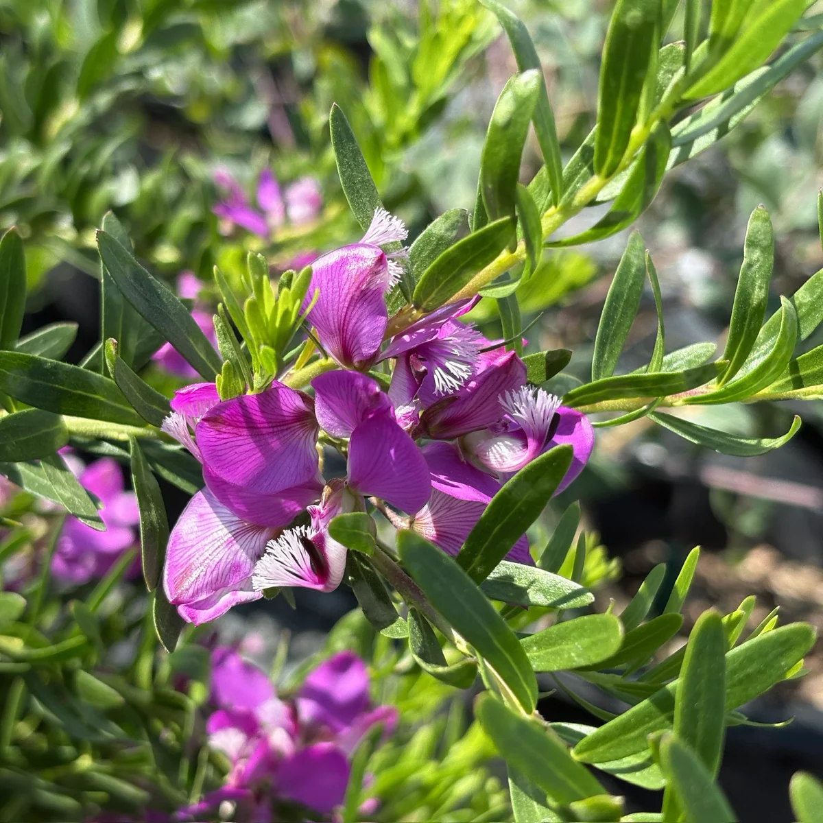 Purple Broom - Image 2