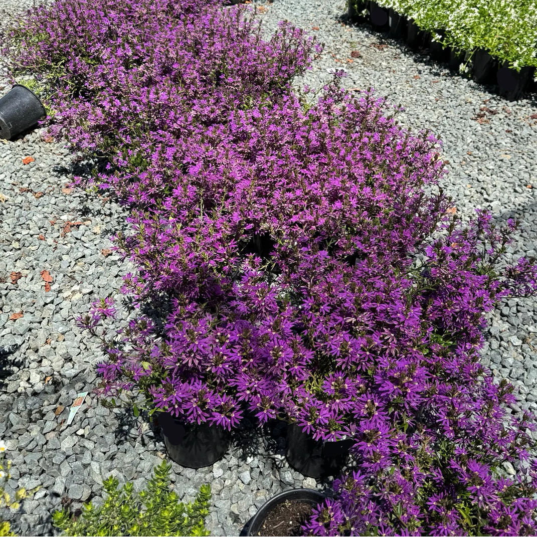 Purple Fan Flower - Image 1