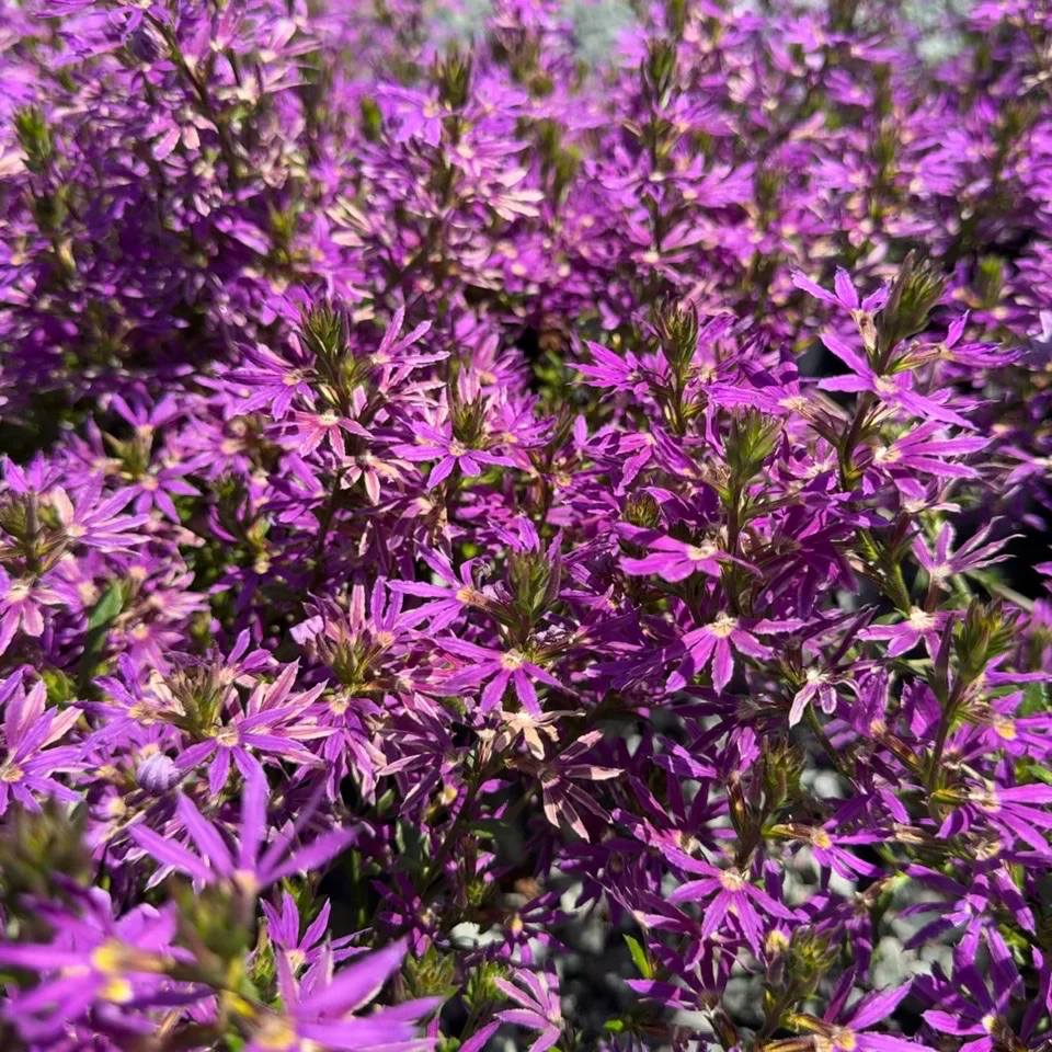 Purple Fan Flower - Image 2