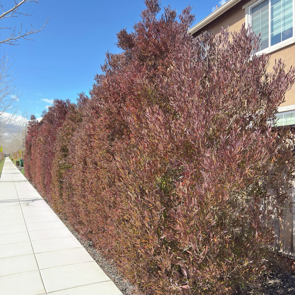 Purple Leaved Hopseed Bush - Image 1