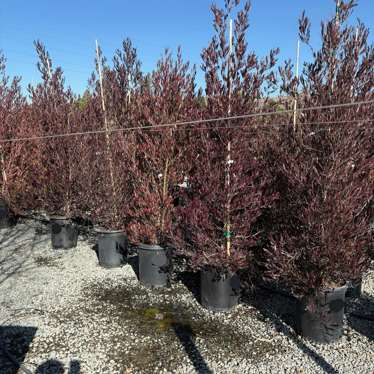 Purple Leaved Hopseed Bush - Image 2