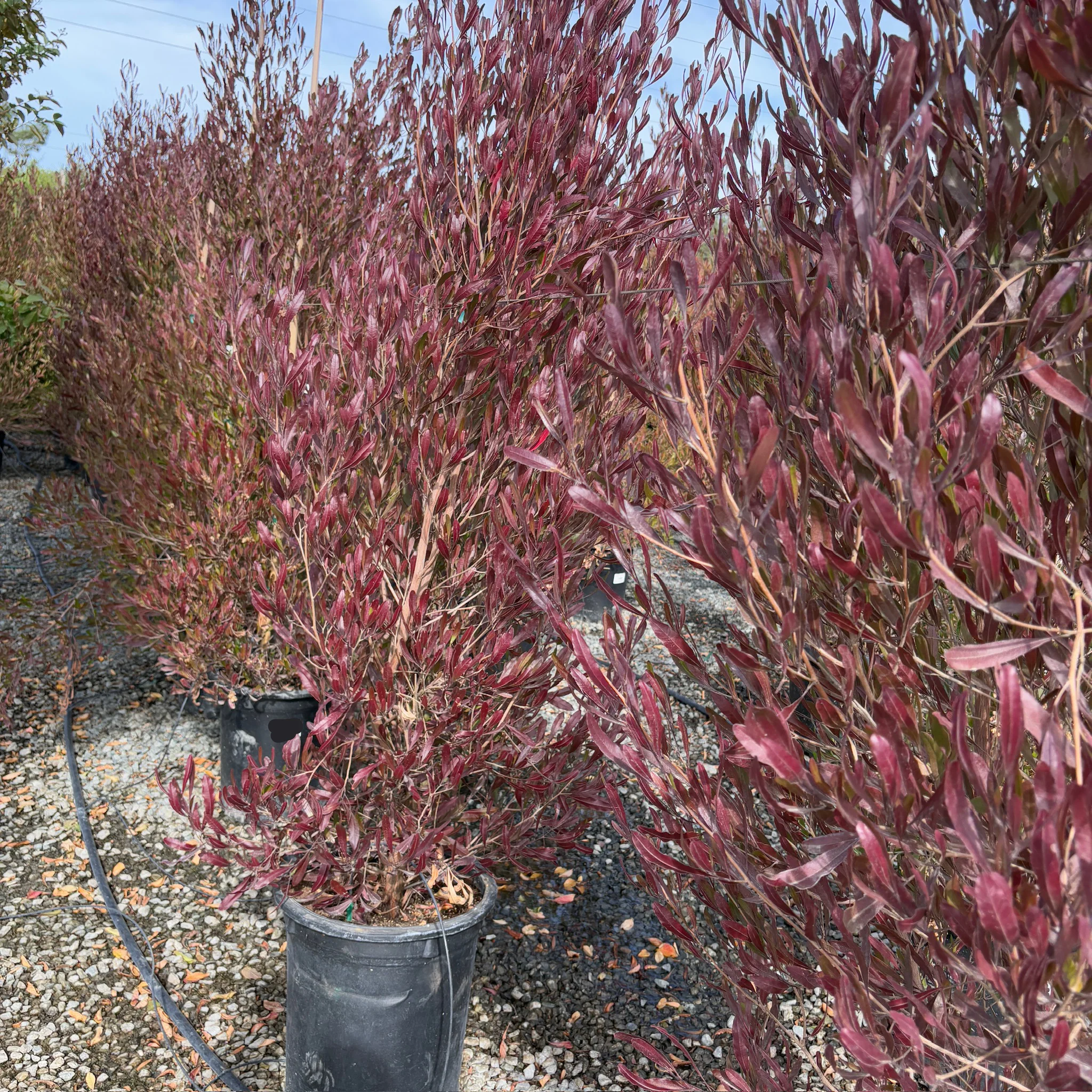 Purple Leaved Hopseed Bush - Image 3