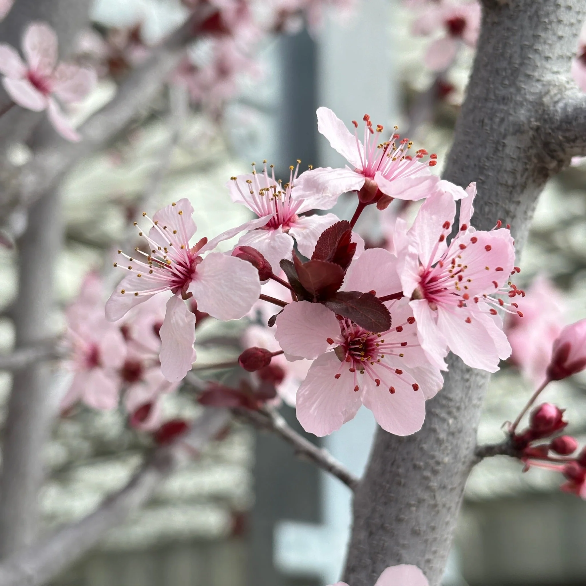 Purple Pony Flowering Plum - Image 2