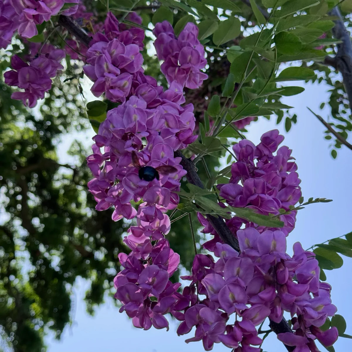 Purple Robe Black Locust - Image 1