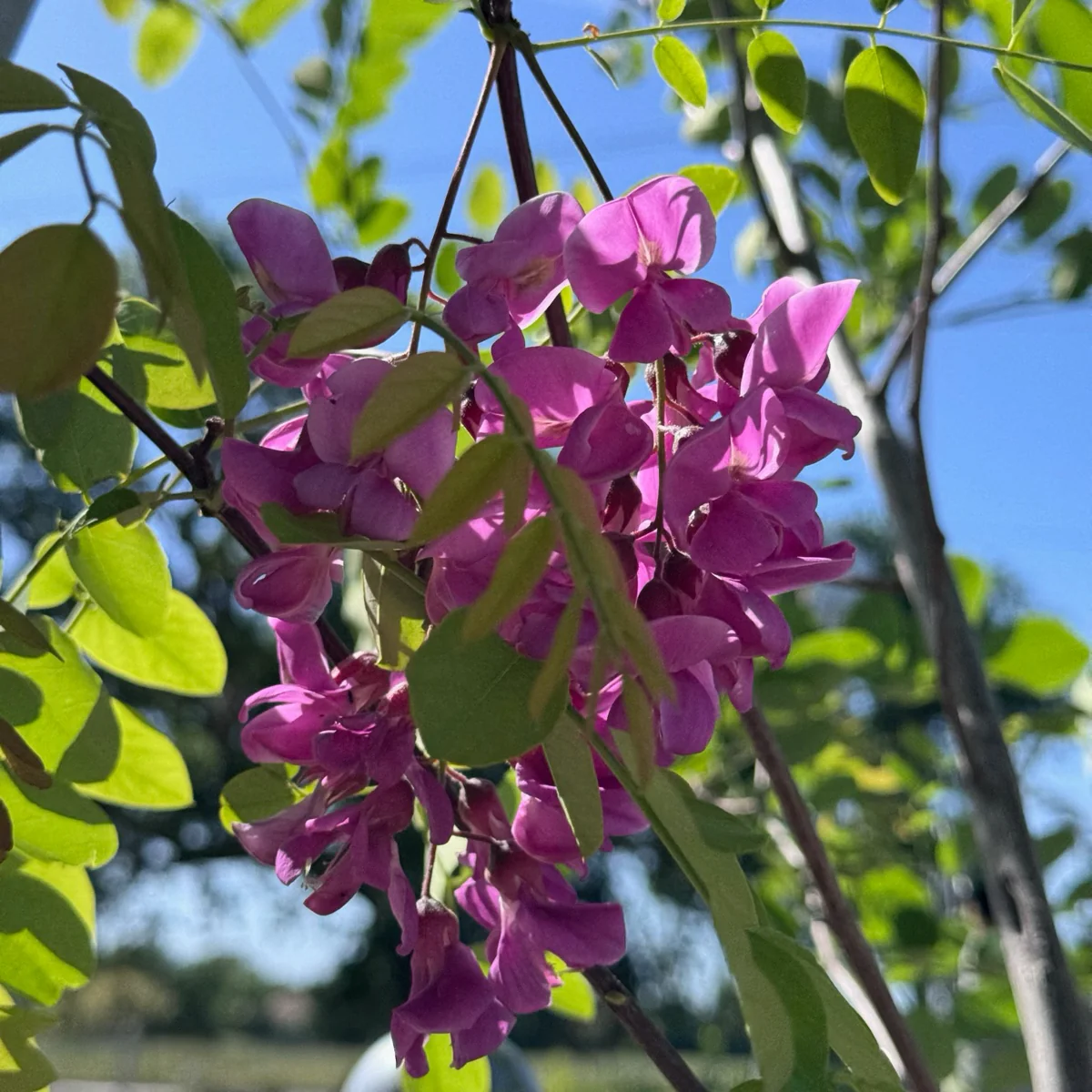Purple Robe Black Locust - Image 2