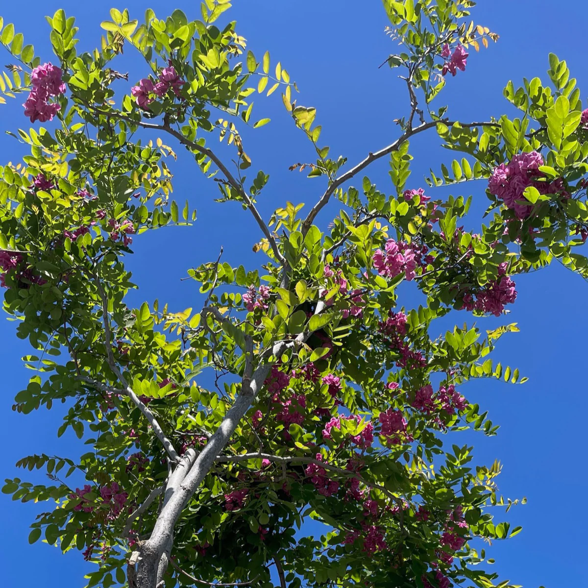 Purple Robe Black Locust - Image 3