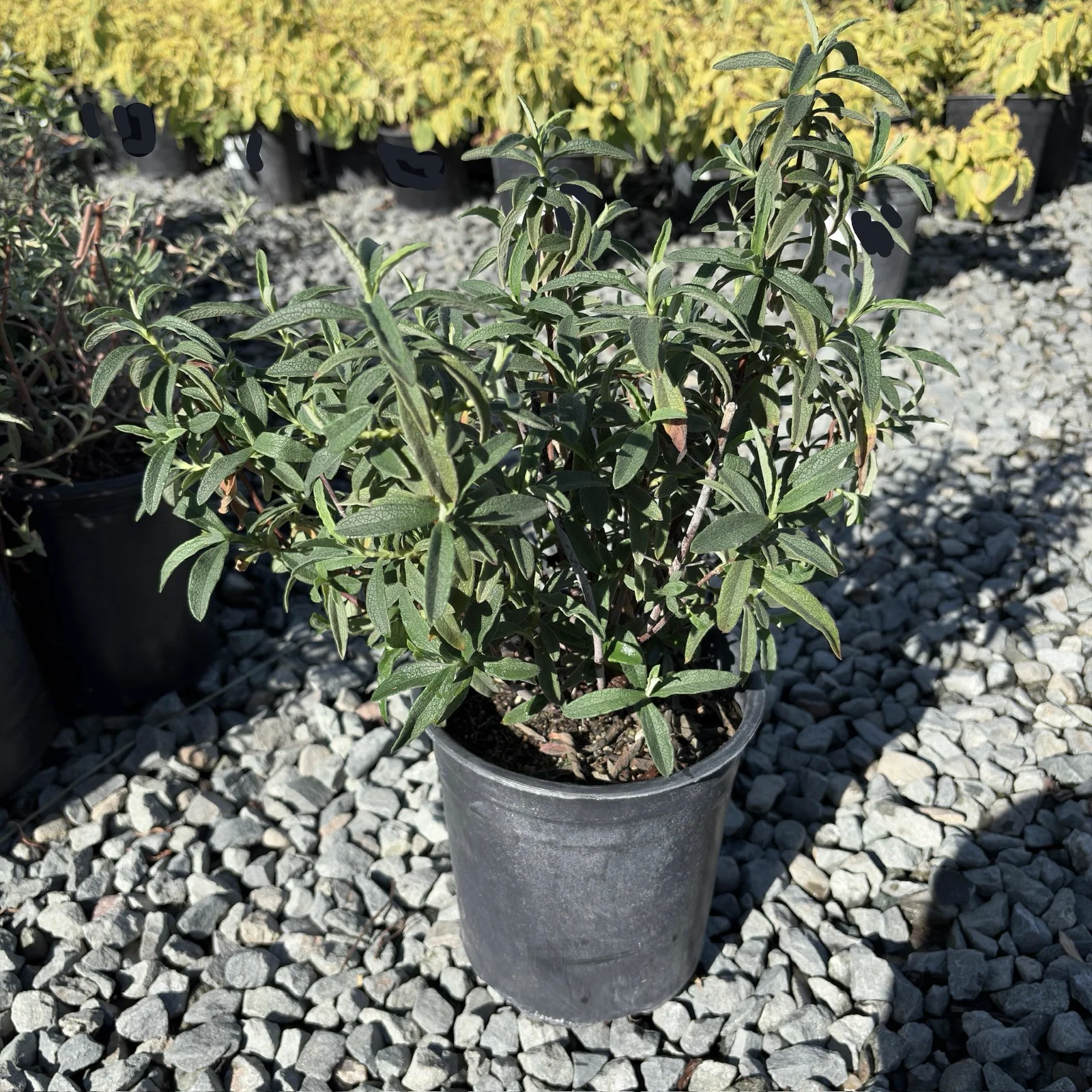 Purple Rockrose - Image 2