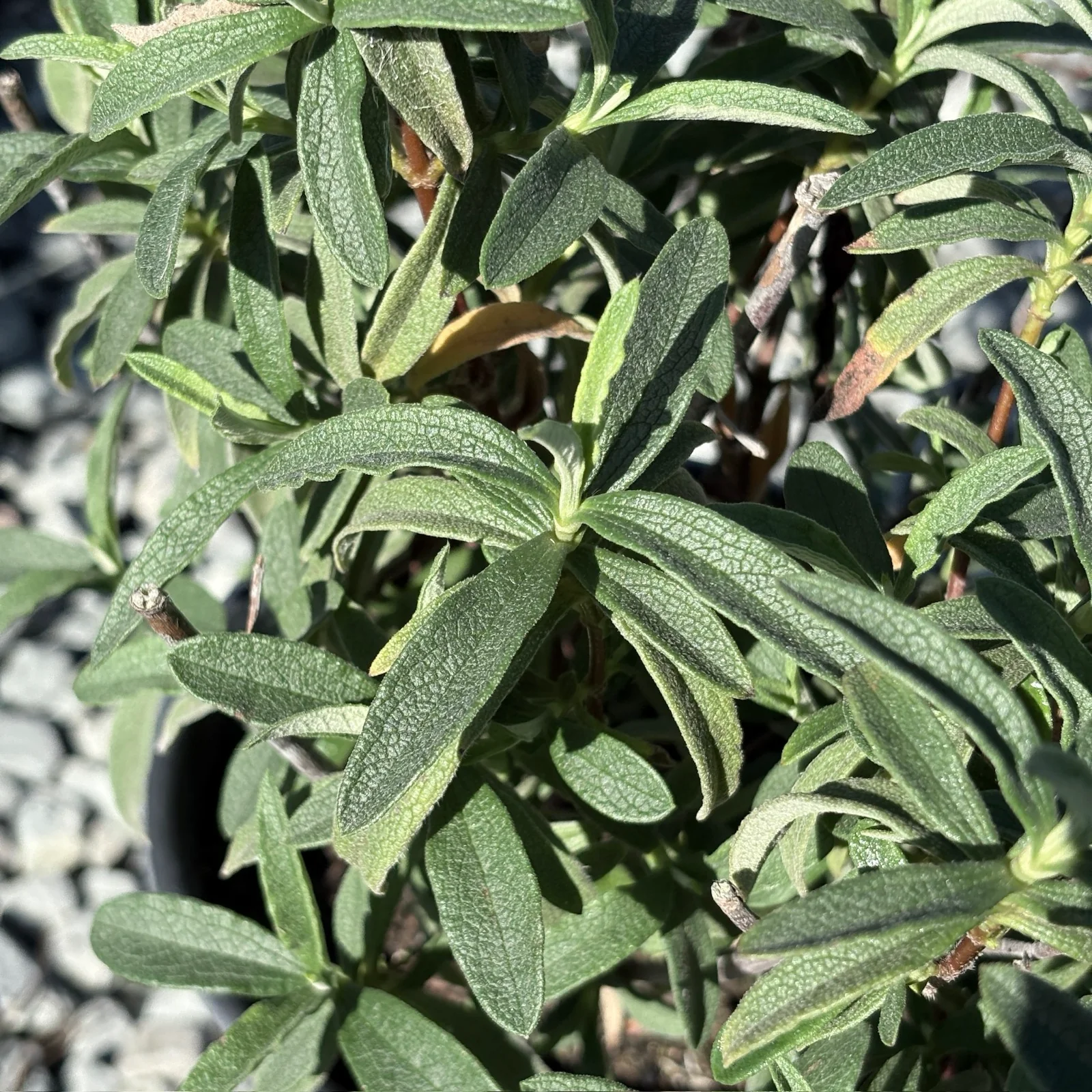 Purple Rockrose - Image 3