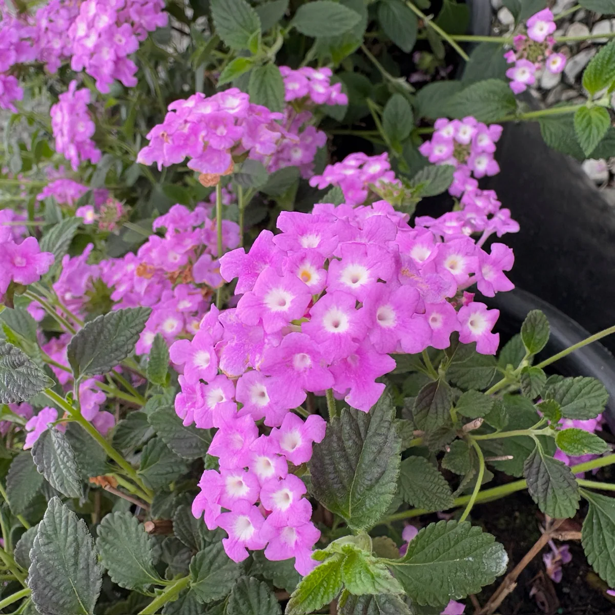 Purple Trailing Lantana - Image 3