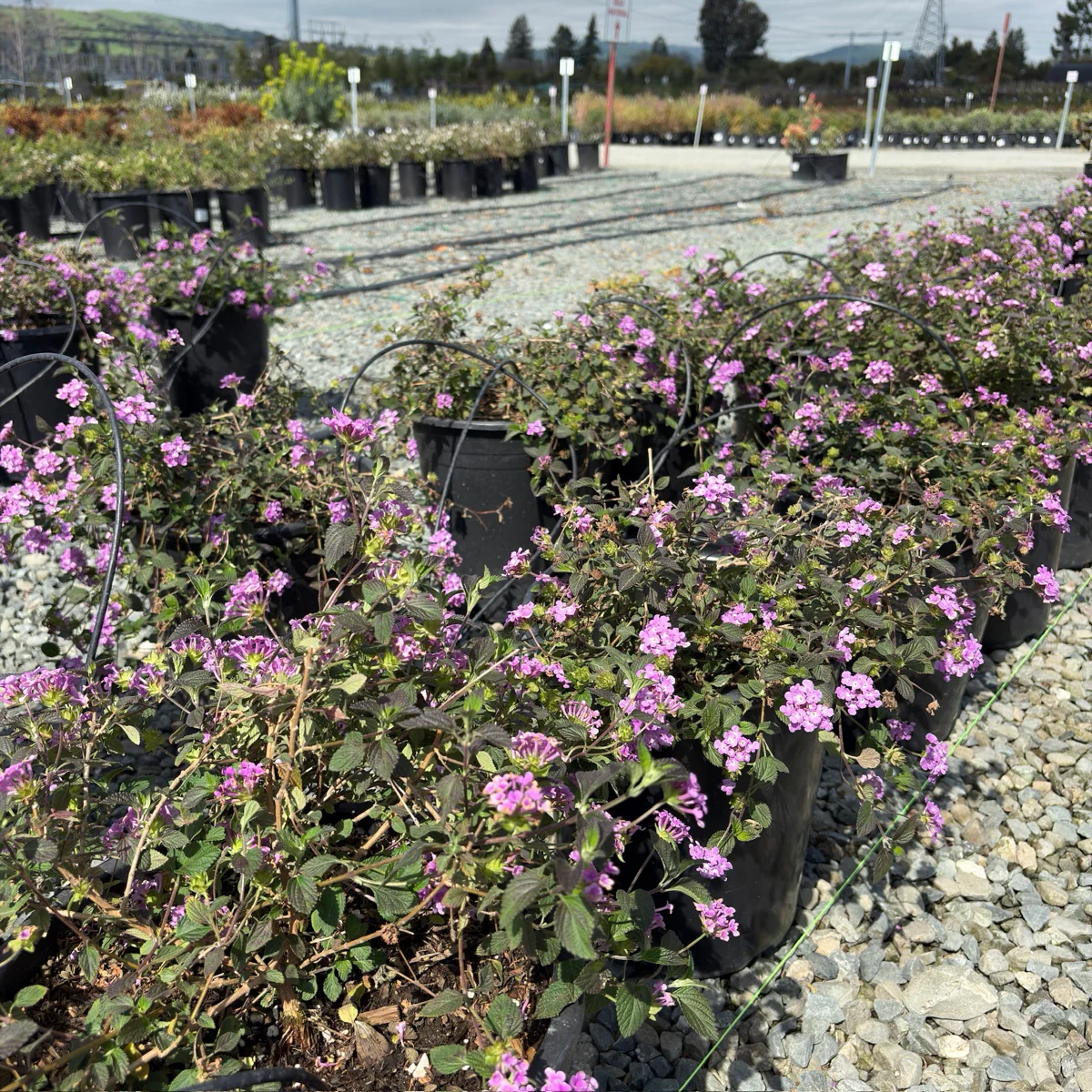 Purple Trailing Lantana - Image 2