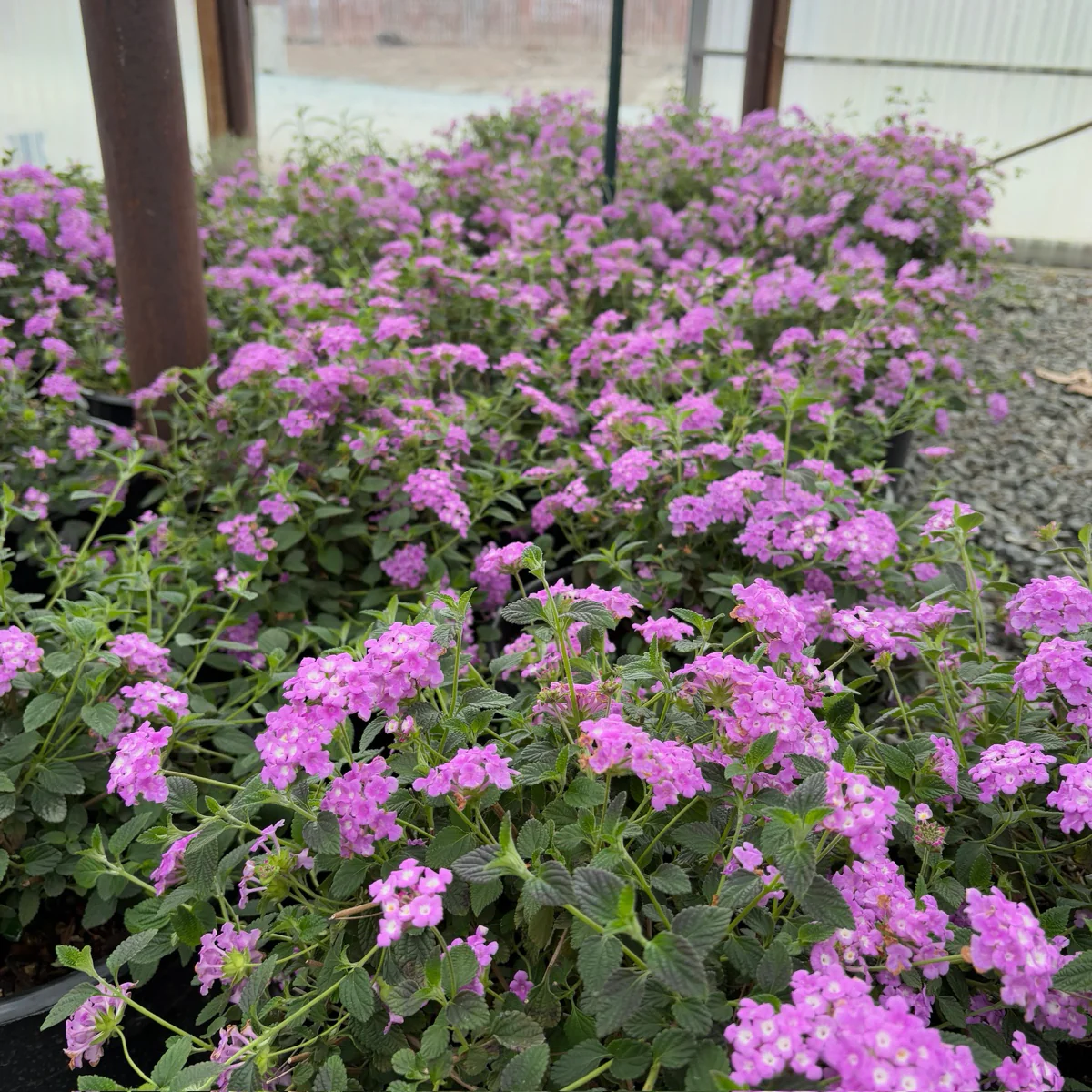 Purple Trailing Lantana - Image 1