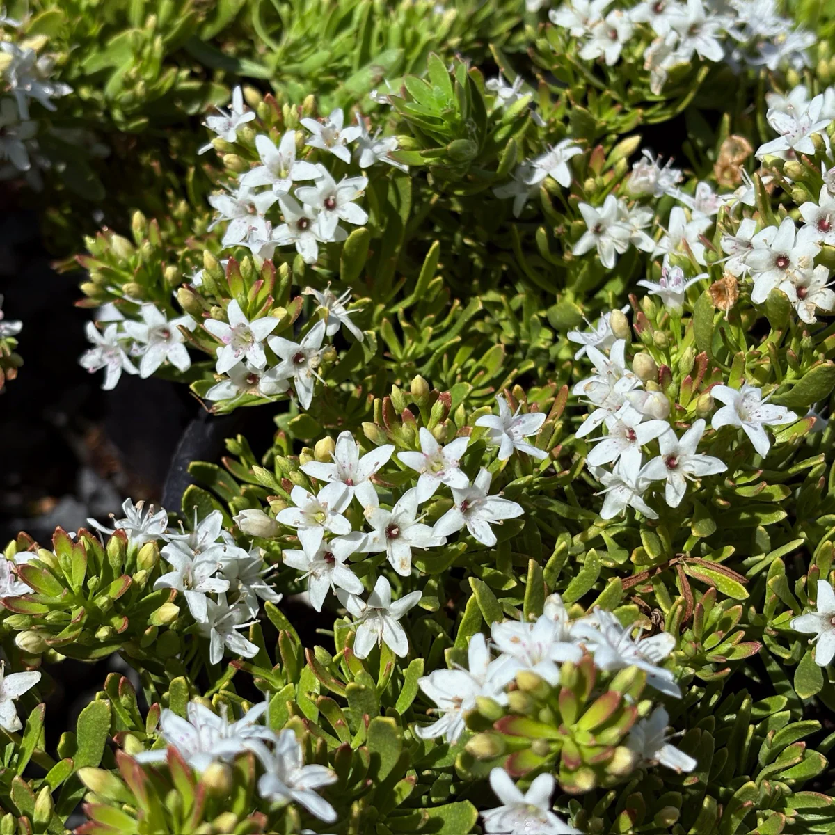 Dwarf Myoporum, Creeping Boobialla - Image 3