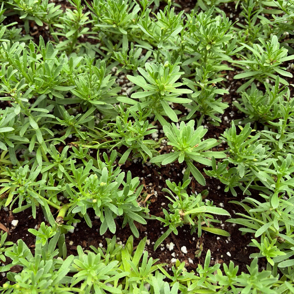 Dwarf Myoporum, Creeping Boobialla - Image 2
