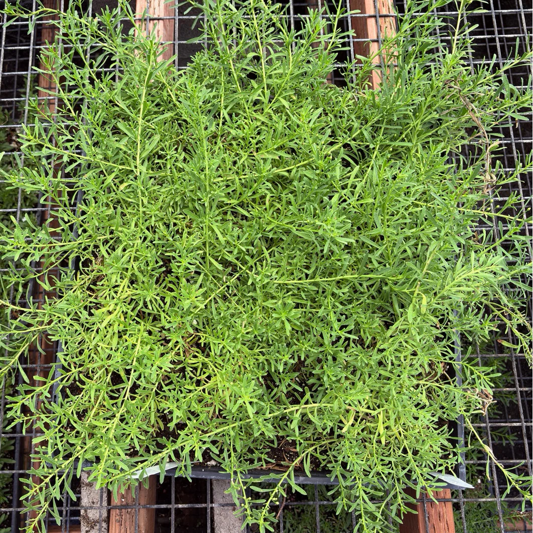 Dwarf Myoporum, Creeping Boobialla - Image 1