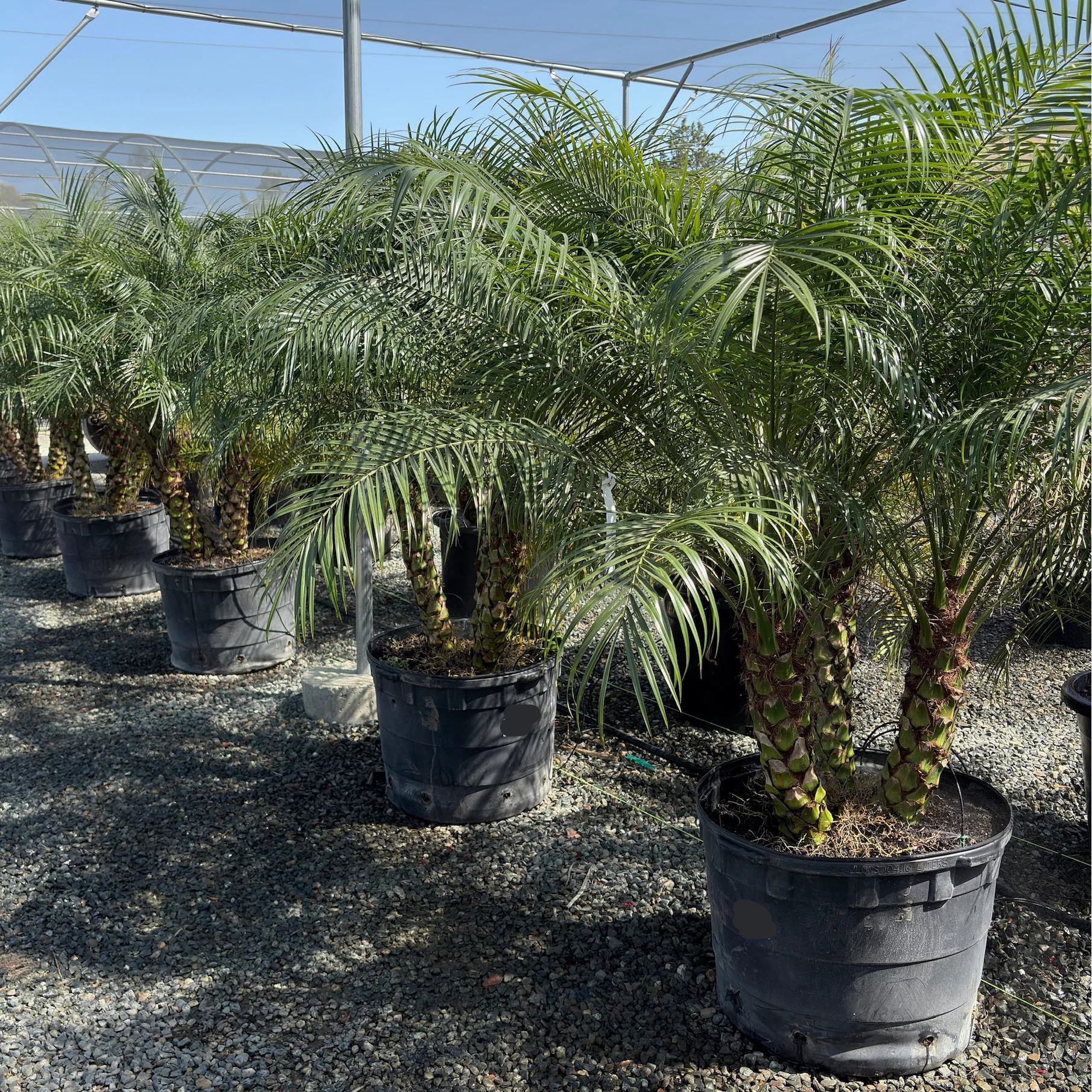 Pygmy Date Palm - Image 1