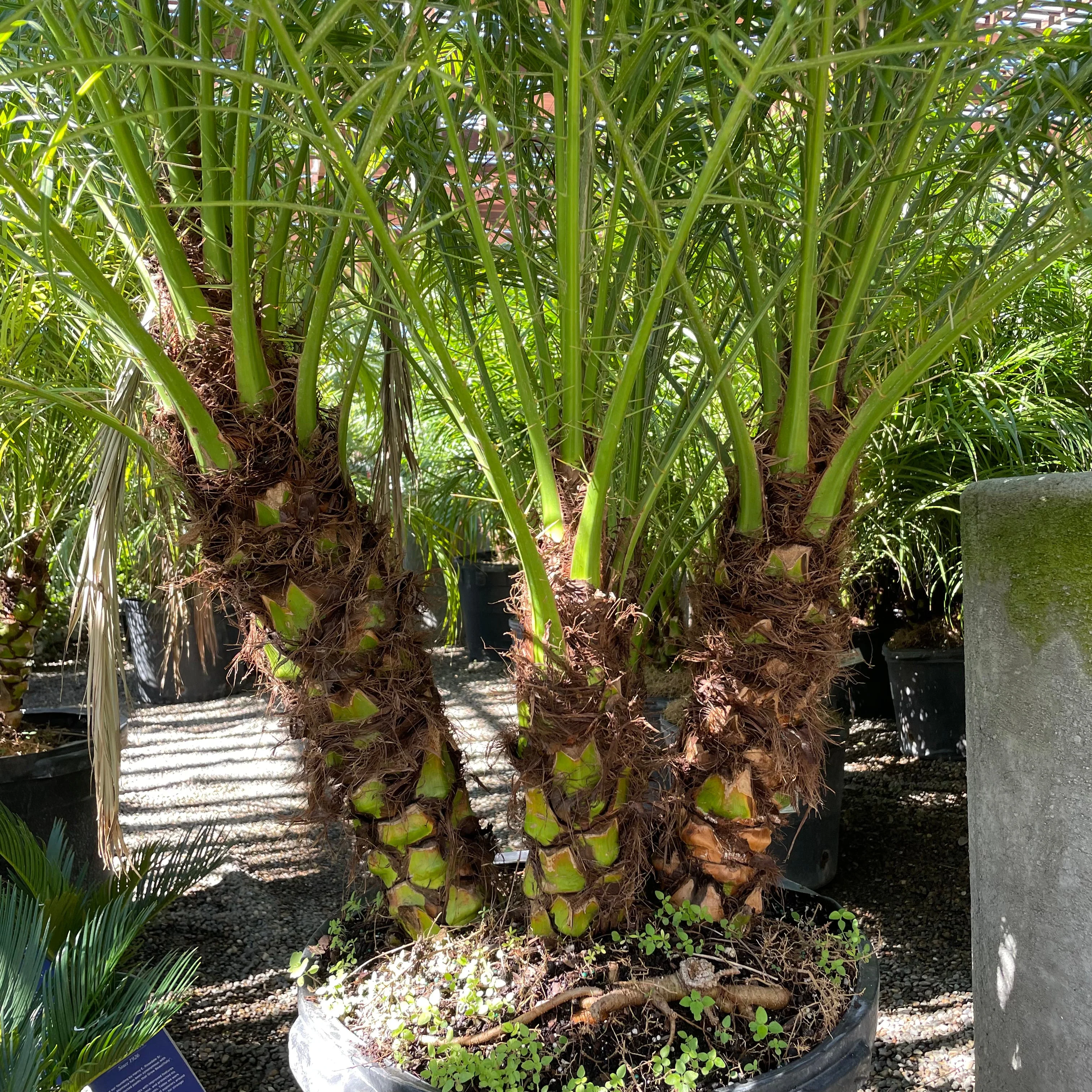Pygmy Date Palm - Image 2