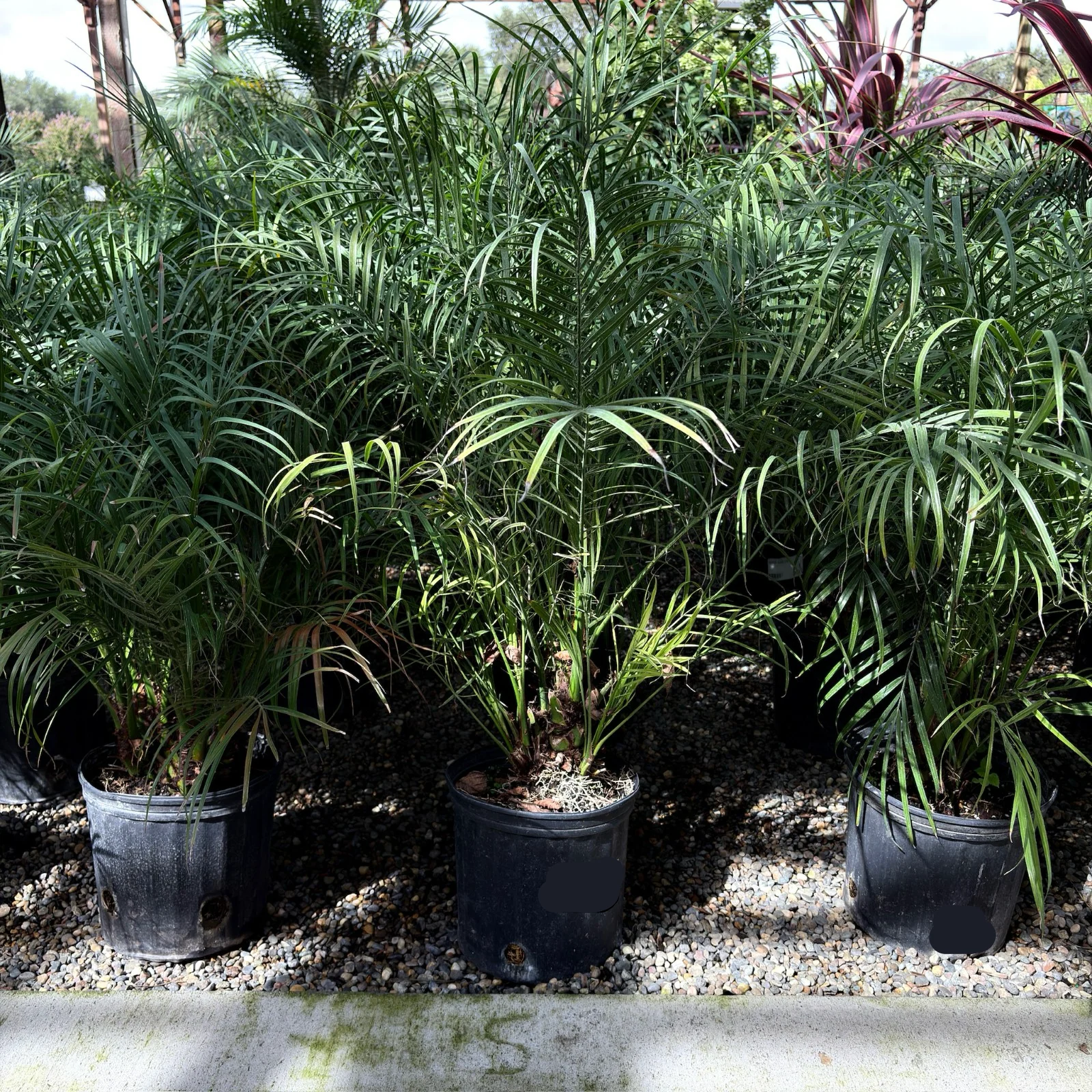 Pygmy Date Palm - Image 3