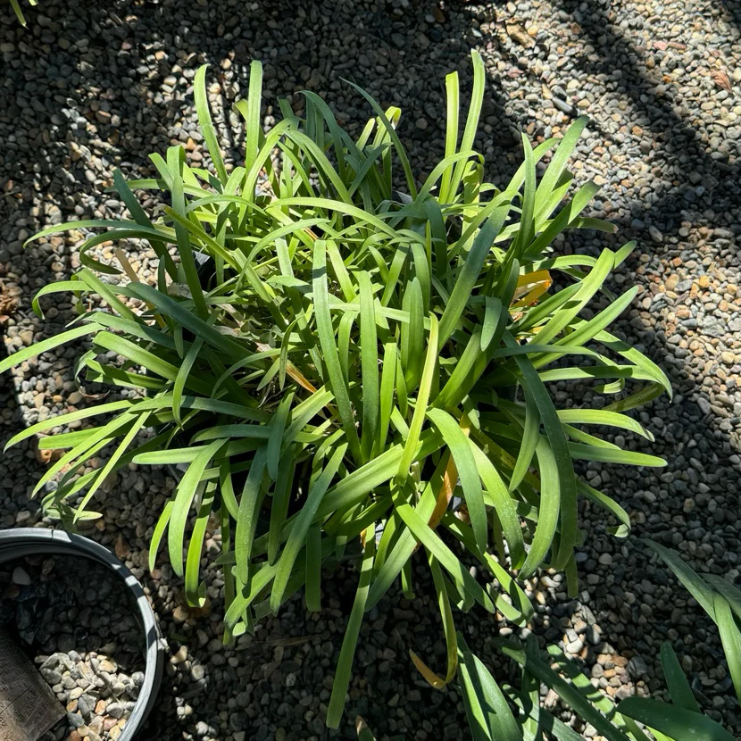 Queen Anne Lily of the Niie - Image 3