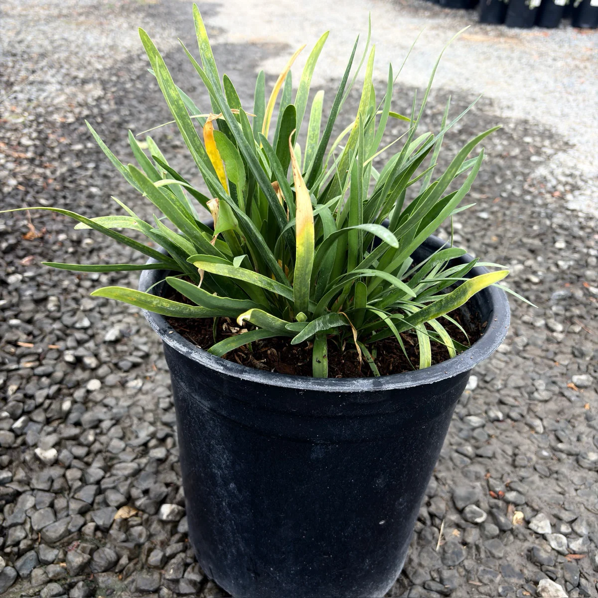 Queen Anne Lily of the Niie - Image 2