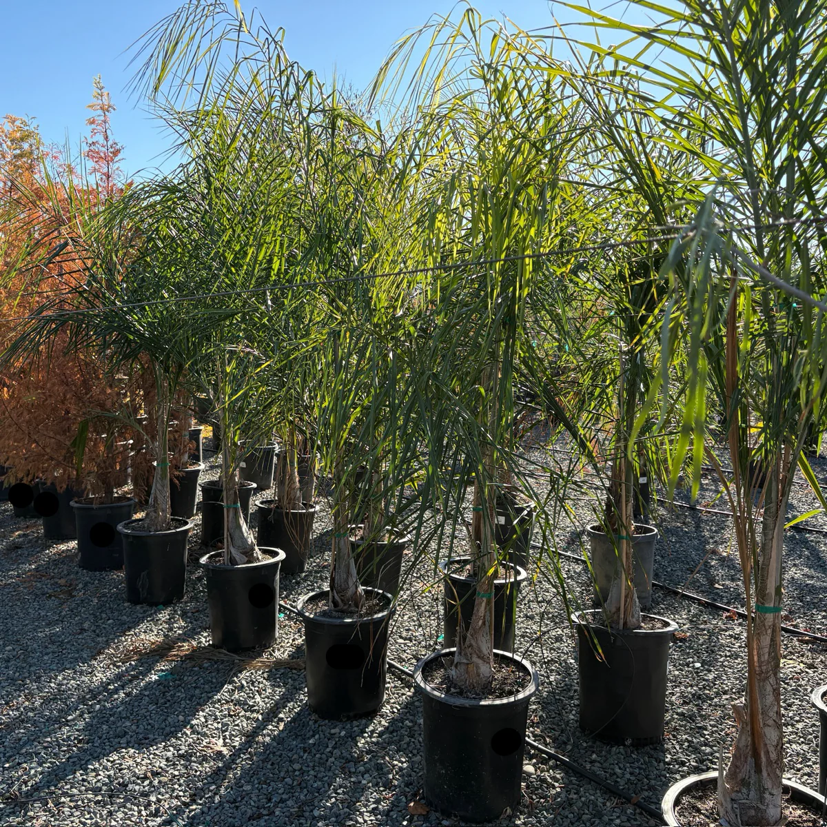 Queen Palm - Image 2