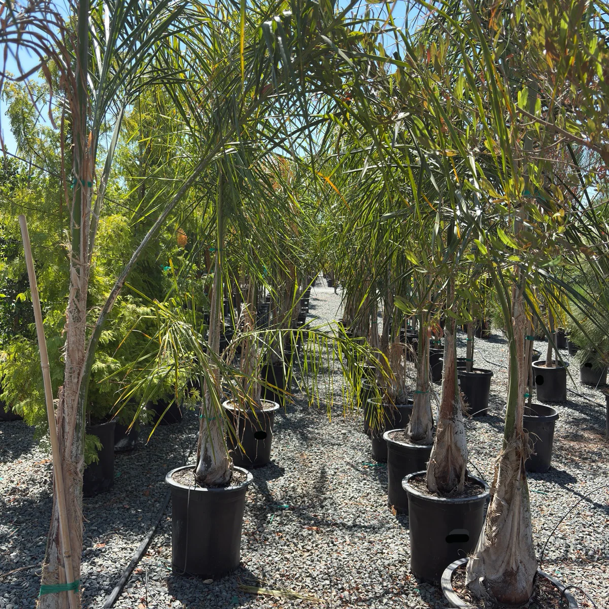 Queen Palm - Image 1