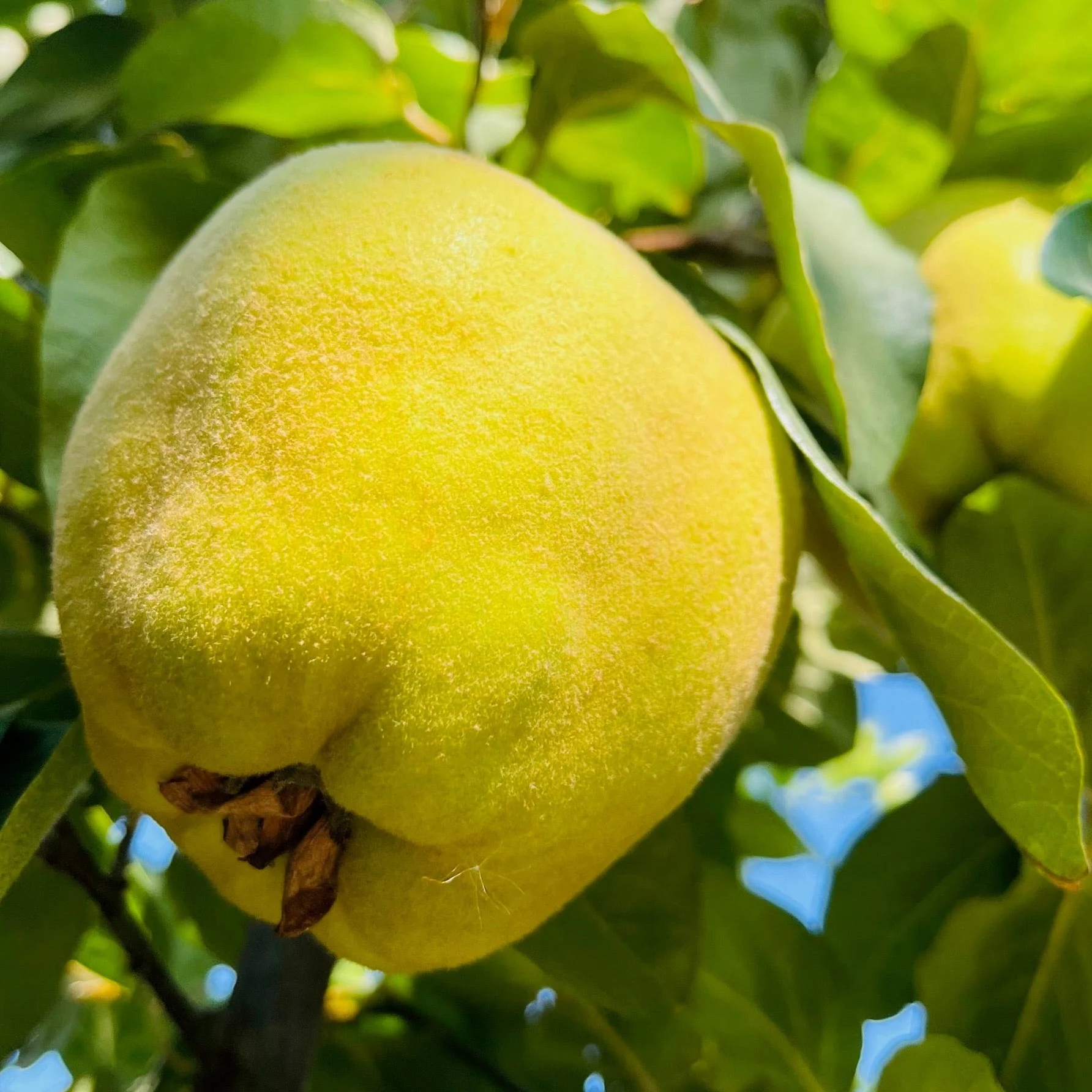 Quince Apple Tree