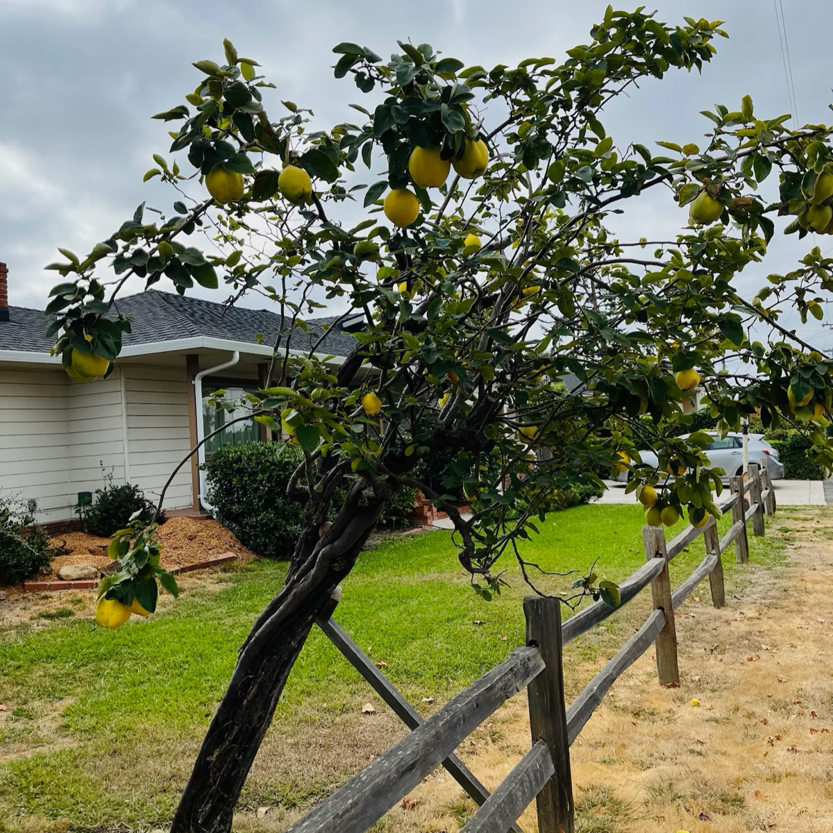 Quince Apple Tree - Image 2