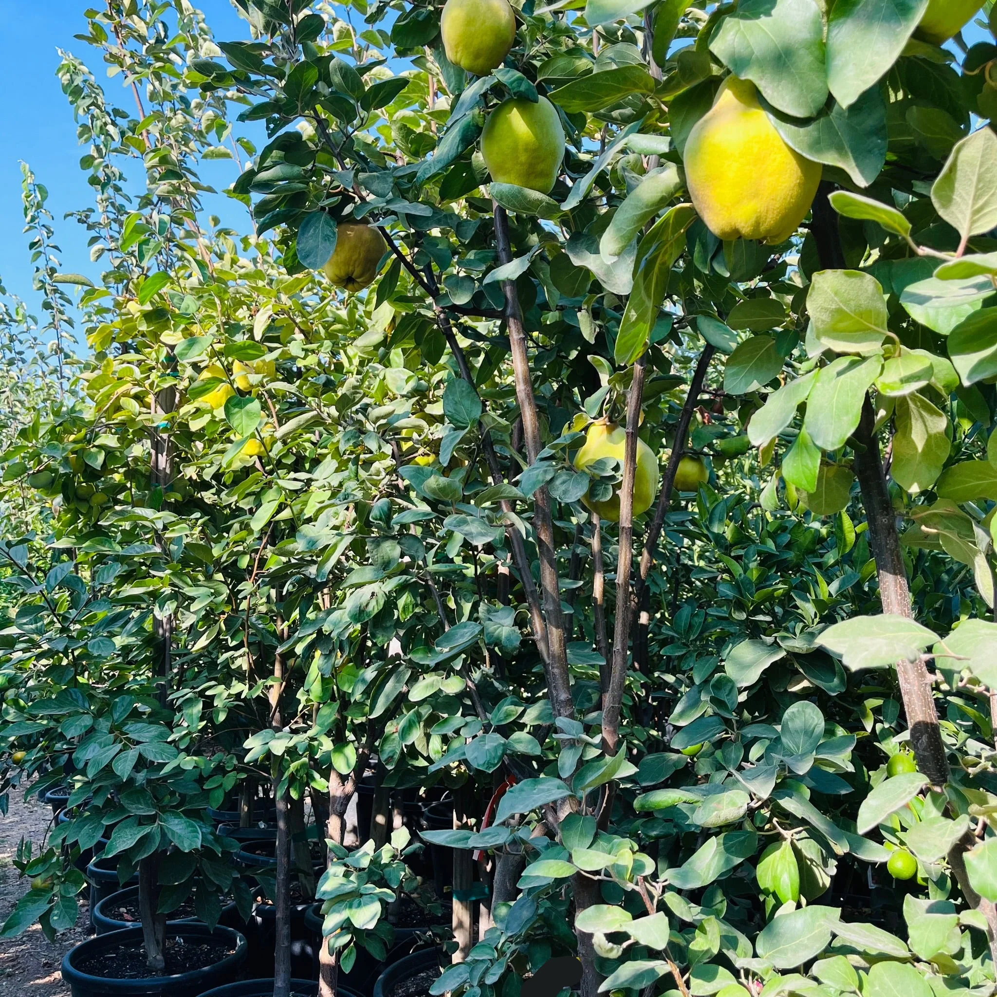 Quince Apple Tree - Image 3