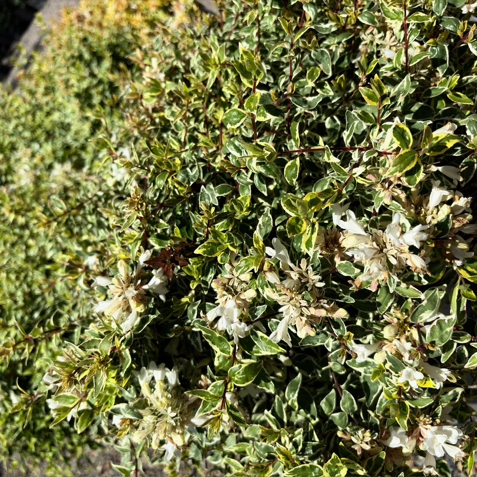Radiance Glossy Abelia - Image 2