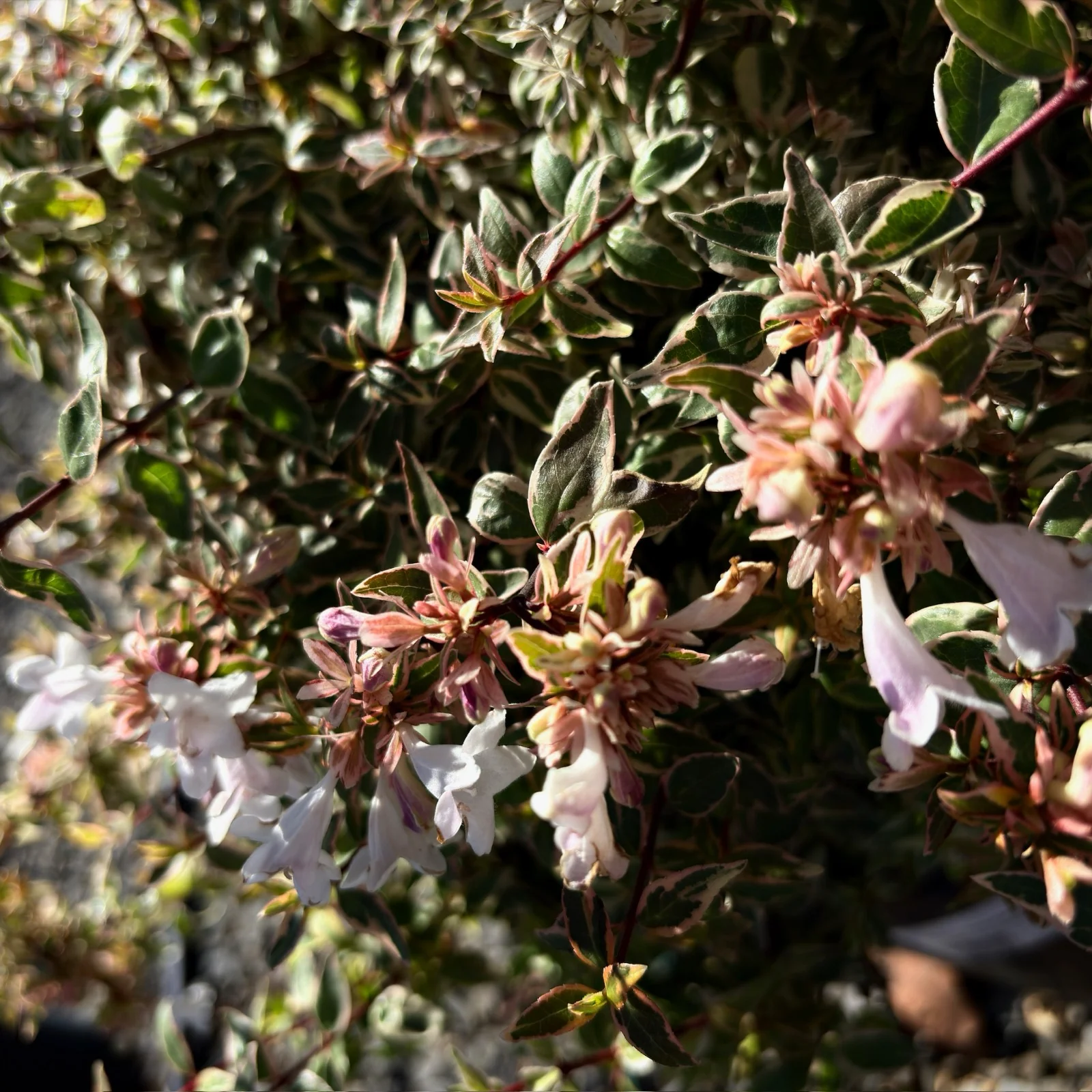 Radiance Glossy Abelia - Image 3