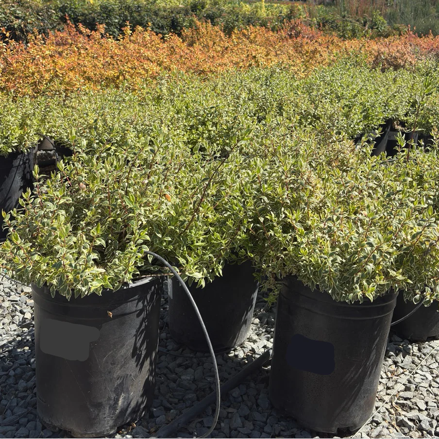 Radiance Glossy Abelia - Image 1