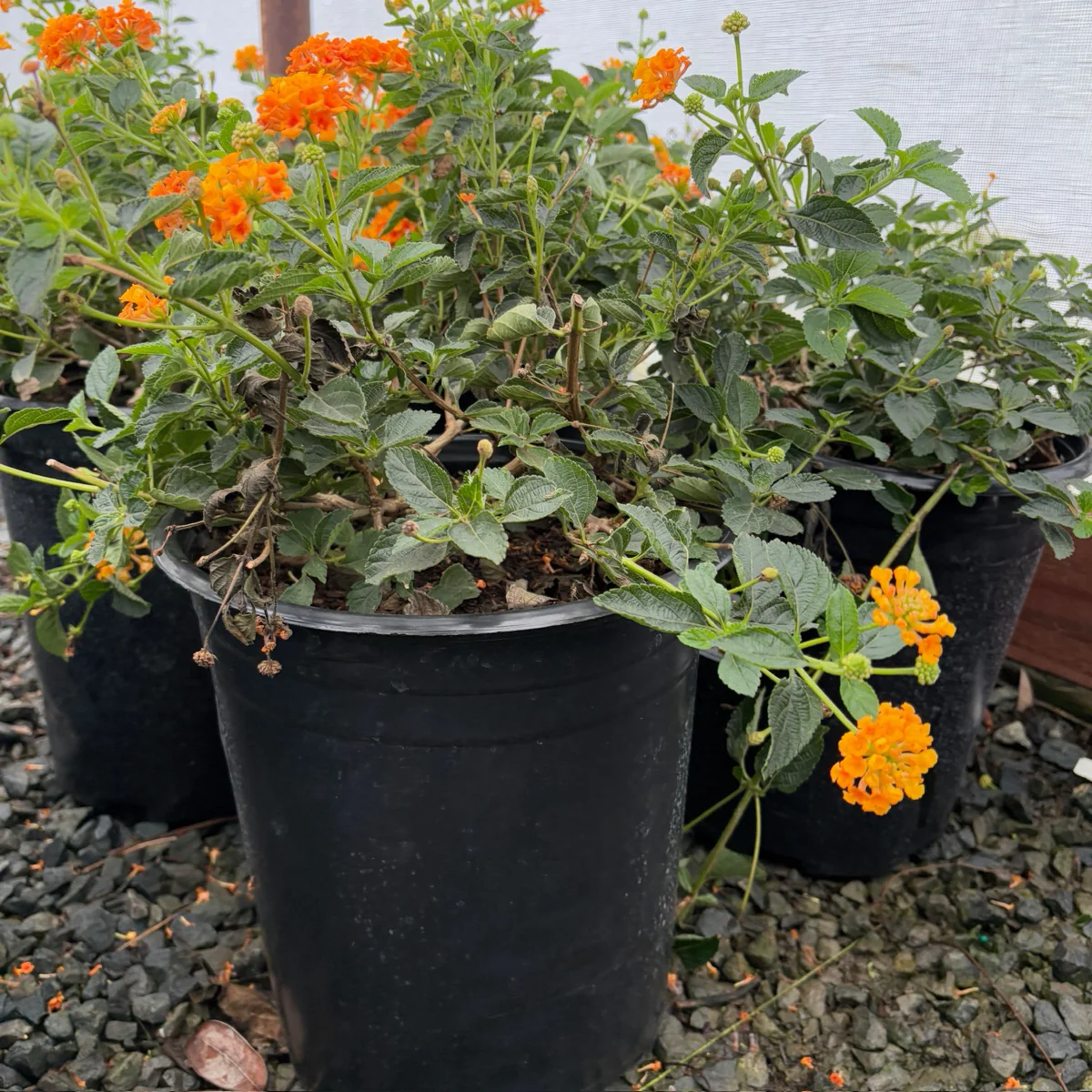 Radiation Lantana - Image 1
