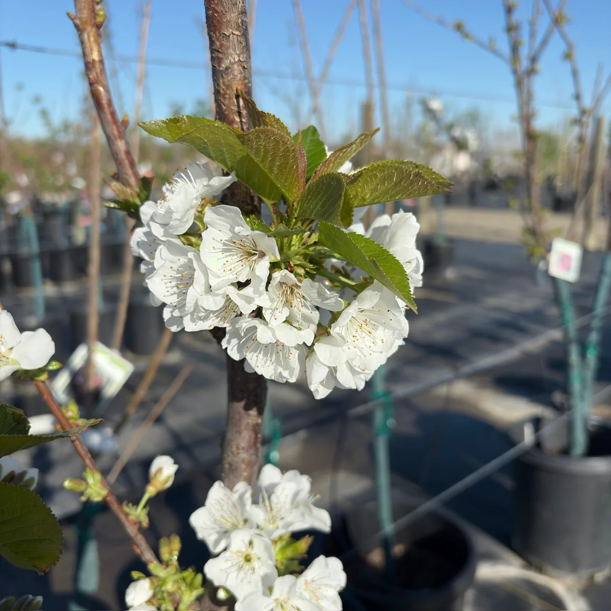 Rainier Cherry - Image 2
