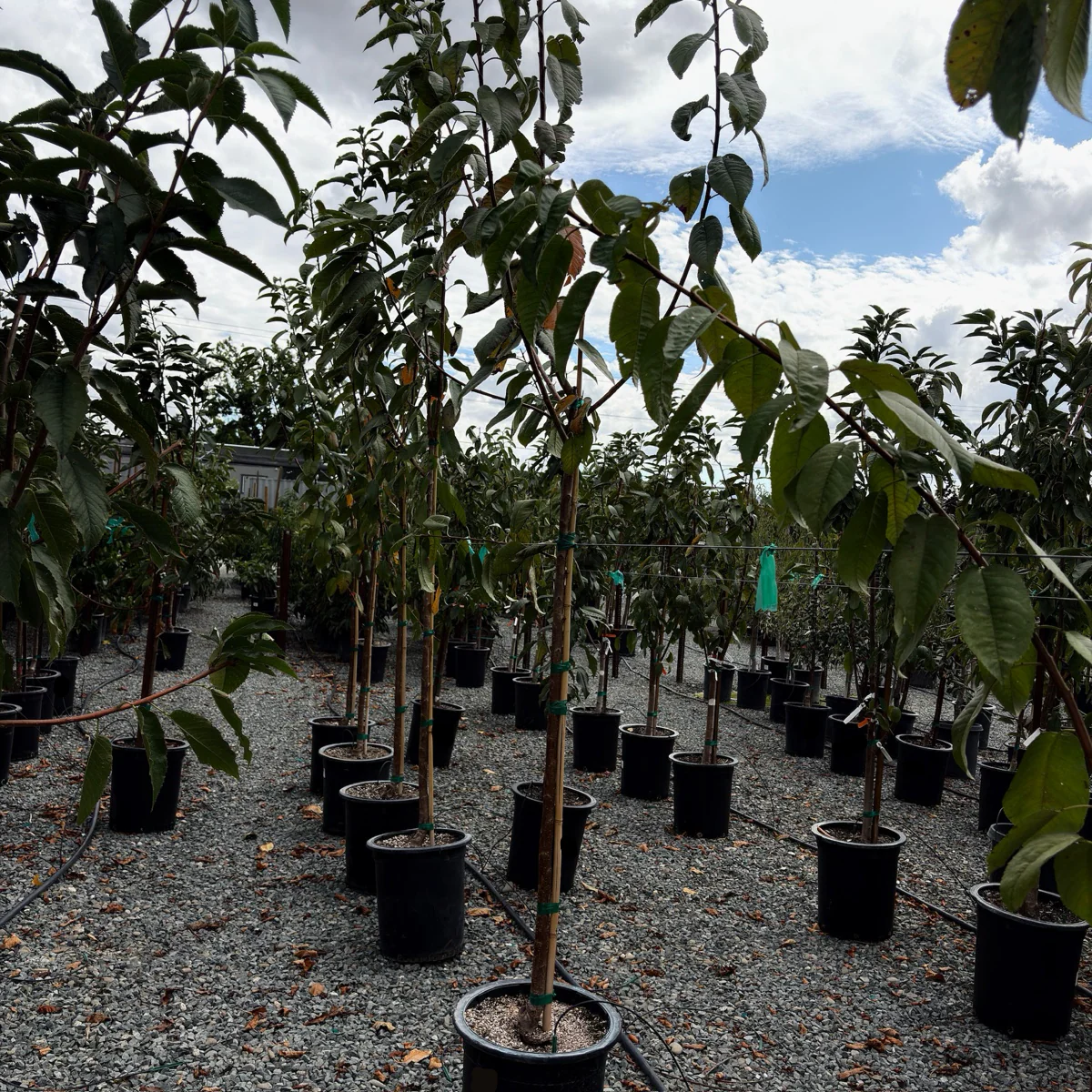 Rainier Cherry - Image 3