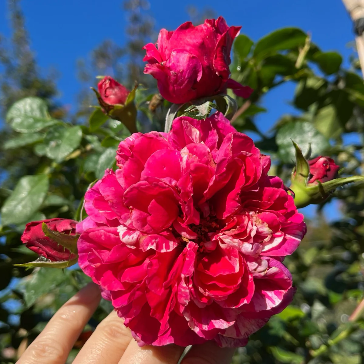 Raspberry Cream Twirl Climbing Rose - Image 1